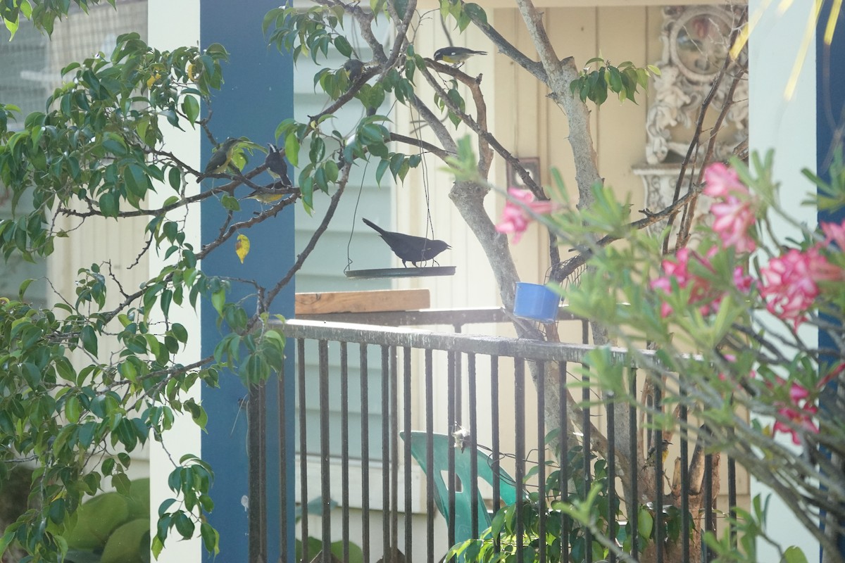 Yellow-shouldered Blackbird - ML636676446