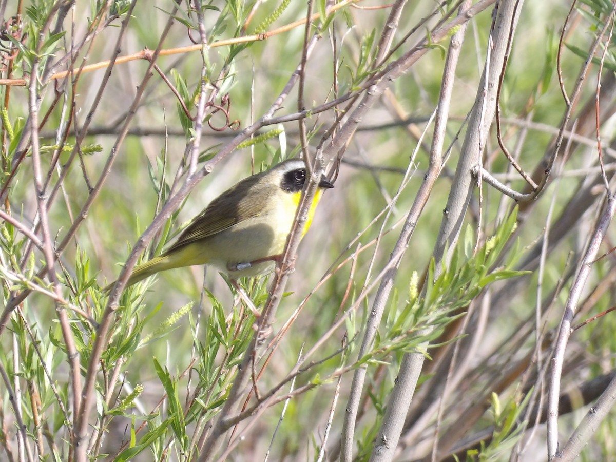 Common Yellowthroat - ML636676463