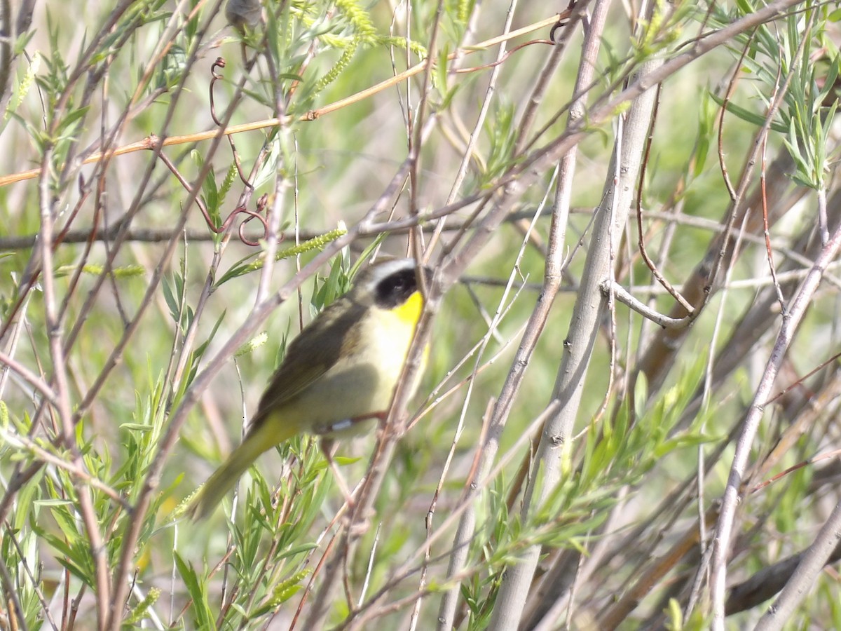 Common Yellowthroat - ML636676464