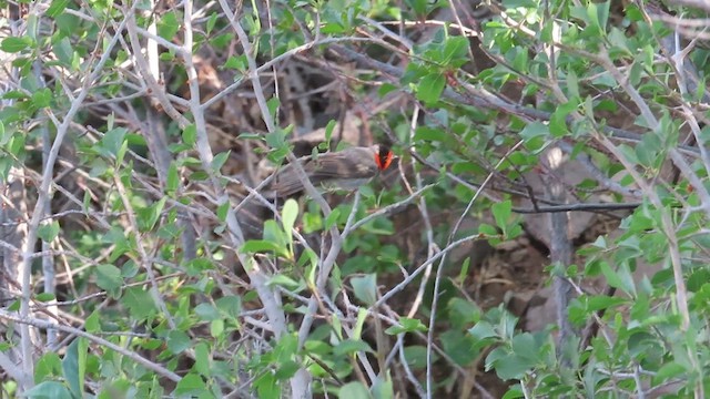 Red-faced Warbler - ML636676589