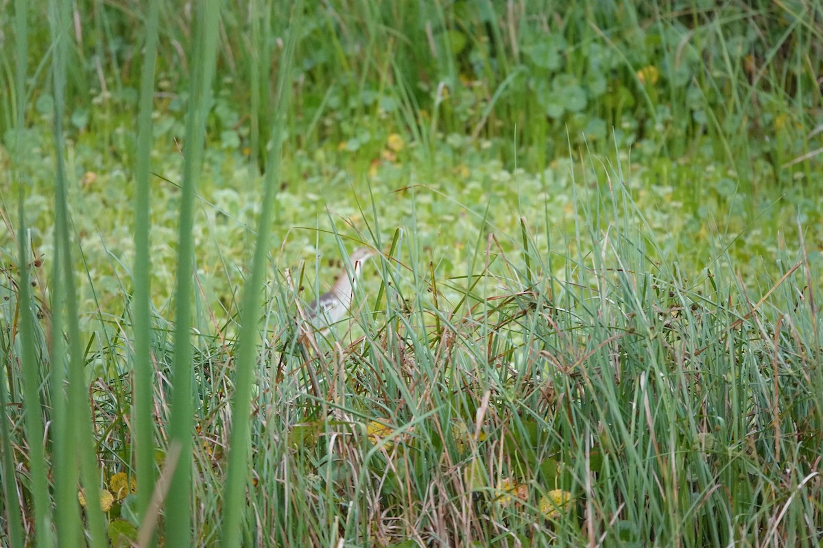 Least Bittern - ML636676619