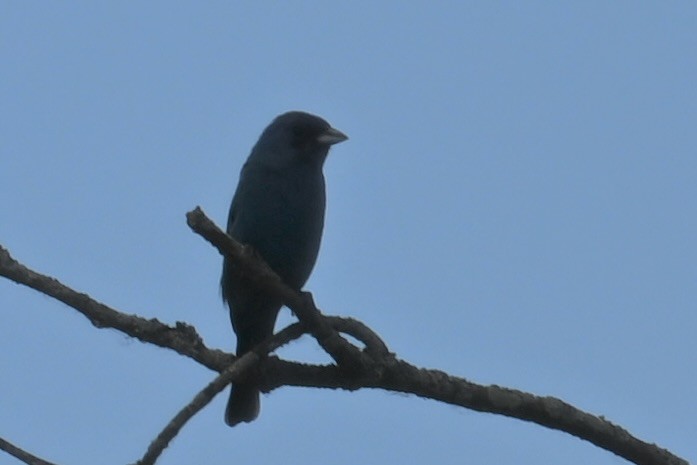 Indigo Bunting - ML636676627