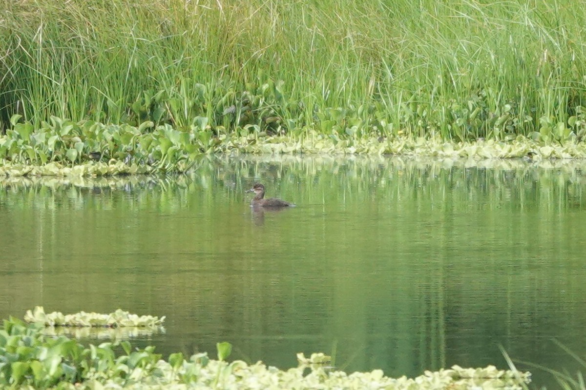 Ruddy Duck - ML636676629