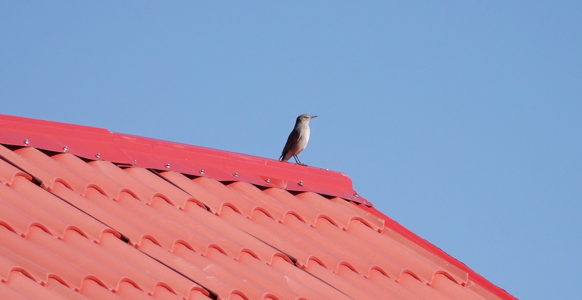 Black-billed Shrike-Tyrant - ML636676630