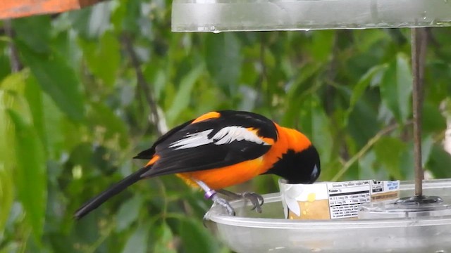 Venezuelan Troupial - ML636676743