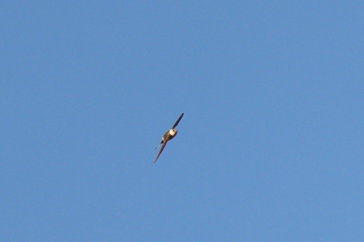 Andean Swift - ML636676770