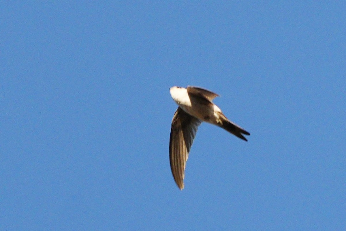 Andean Swift - ML636676771