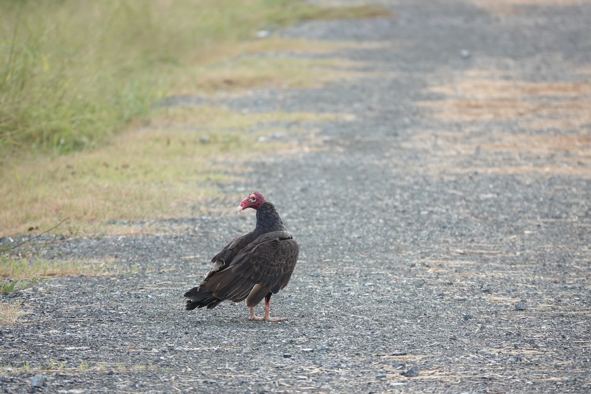 Turkey Vulture - ML636676838