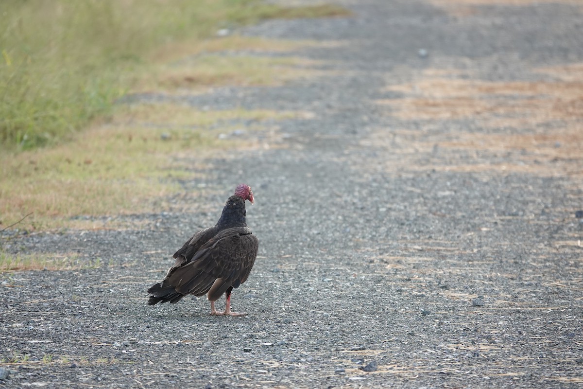 Turkey Vulture - ML636676839