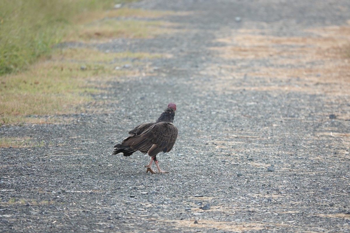 Turkey Vulture - ML636676840