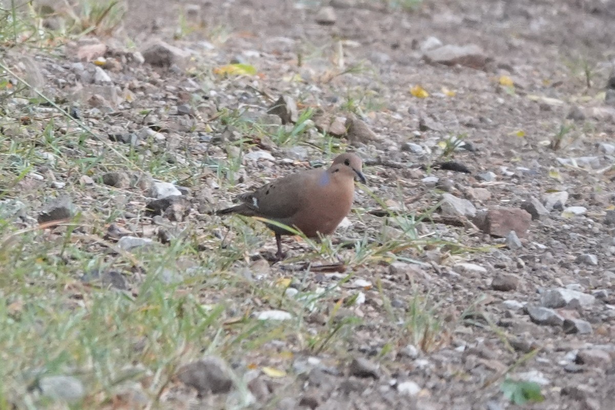 Zenaida Dove - ML636676875