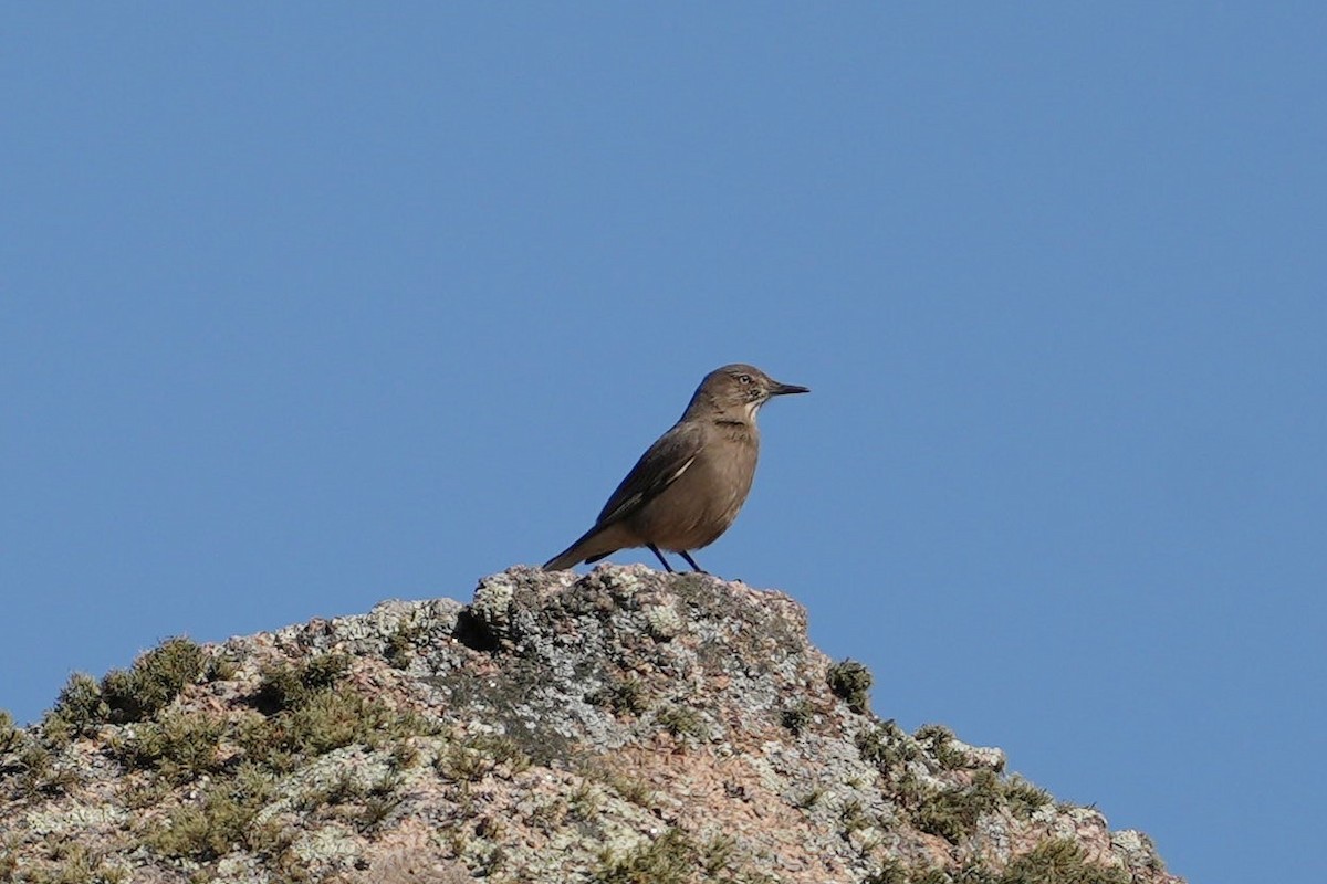 Black-billed Shrike-Tyrant - ML636676885
