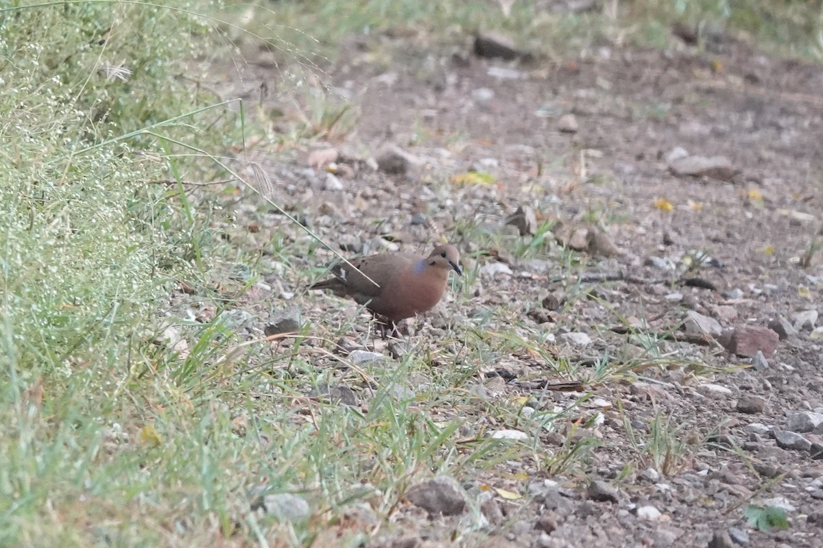 Zenaida Dove - ML636676886