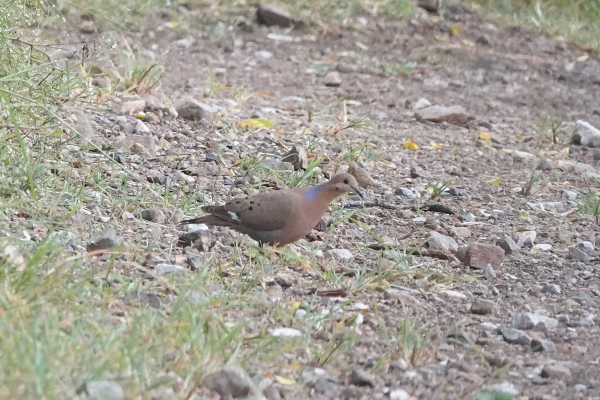 Zenaida Dove - ML636676888