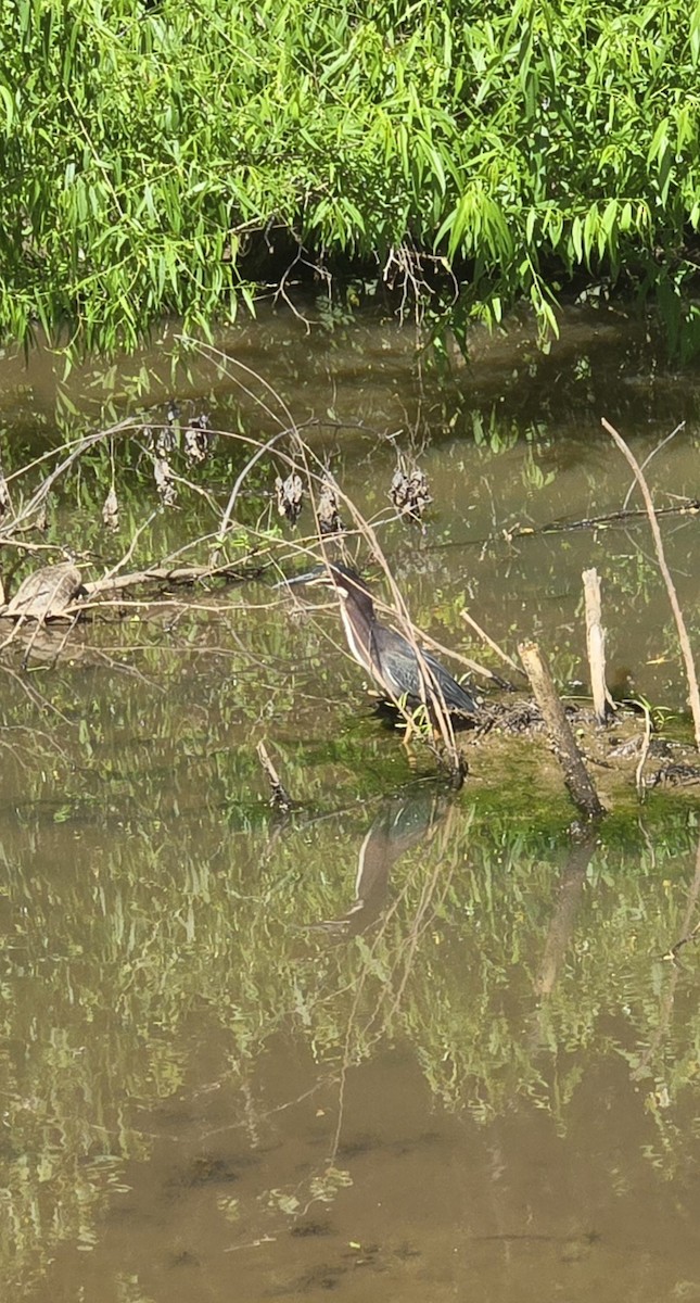 Green Heron - ML636676949