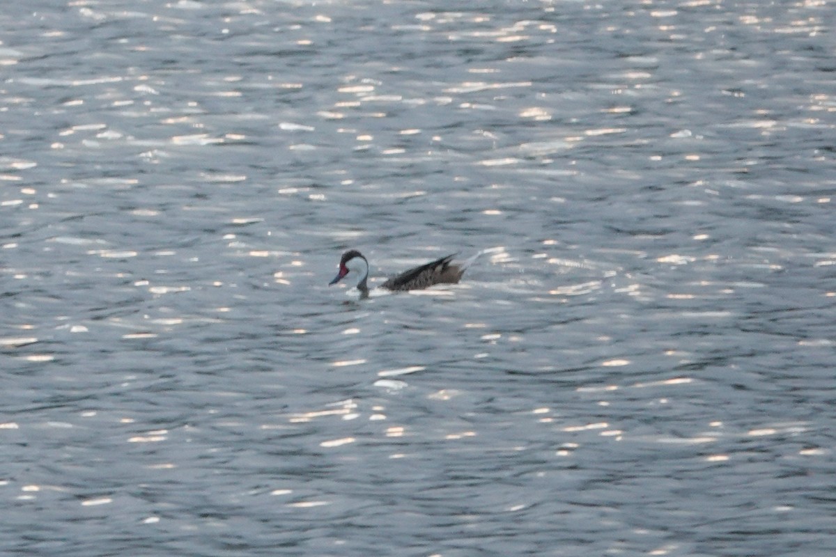 White-cheeked Pintail - ML636676954