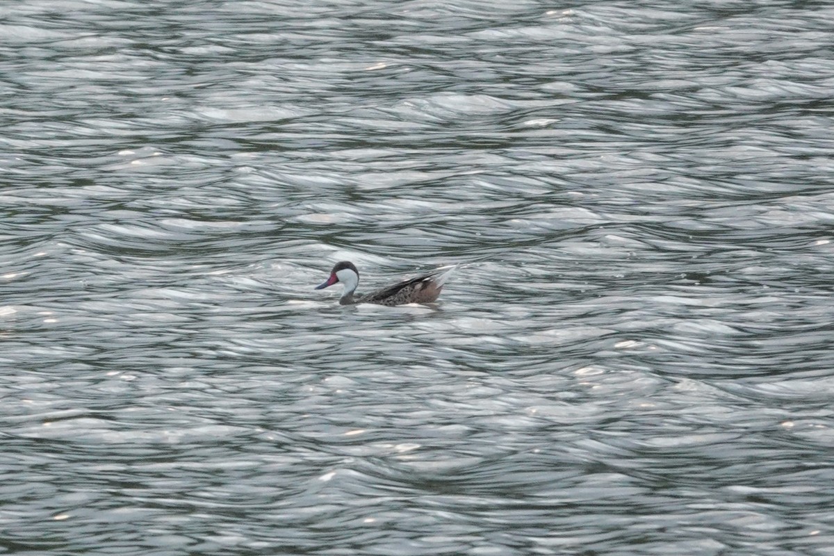 White-cheeked Pintail - ML636676970
