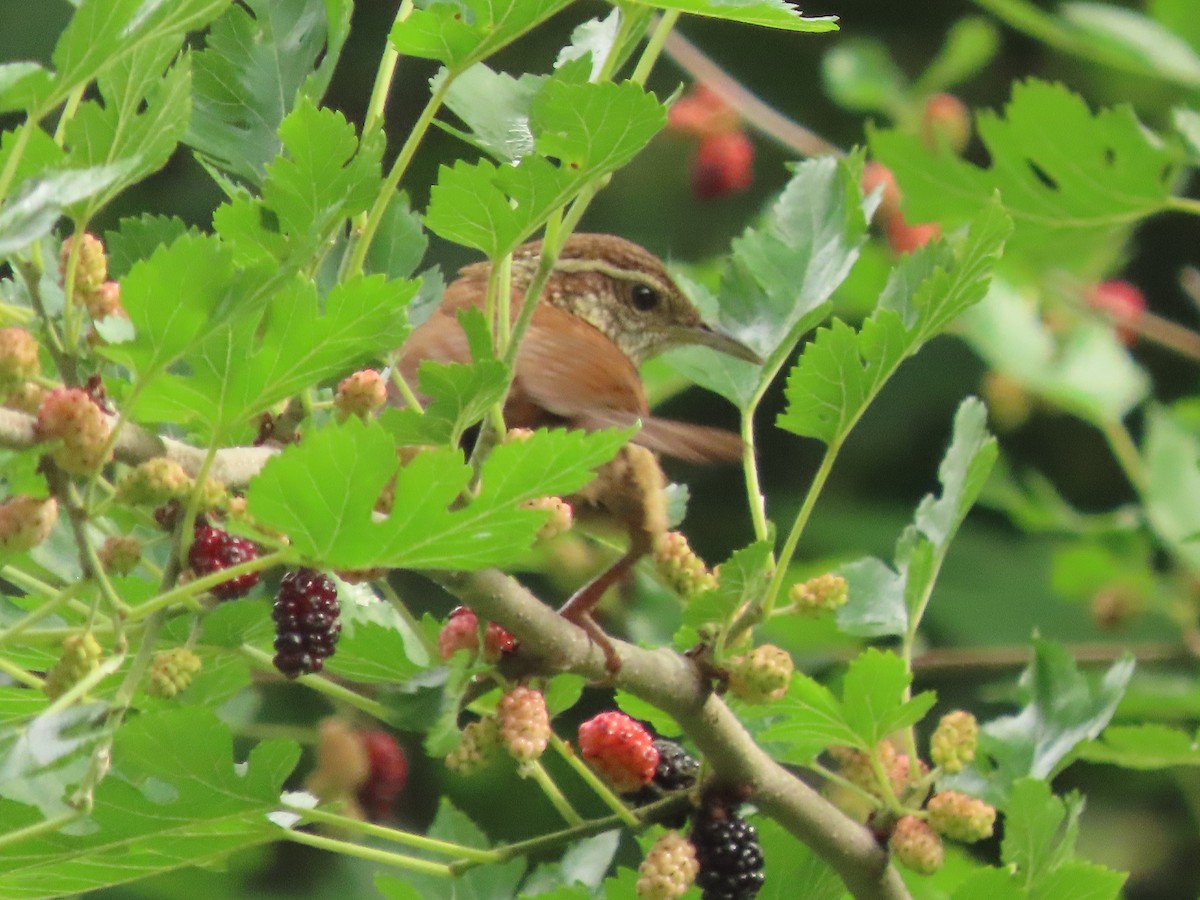 Carolina Wren - ML636676972