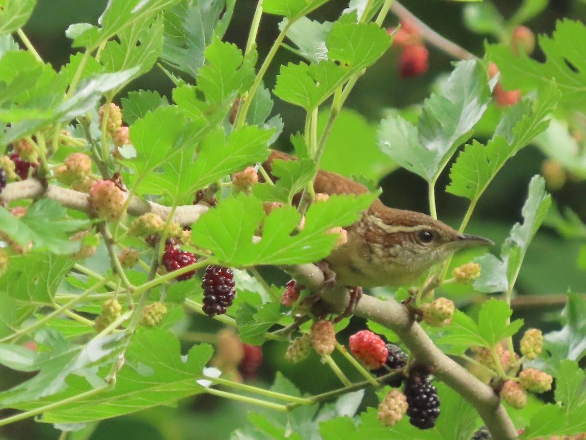 Carolina Wren - ML636676981