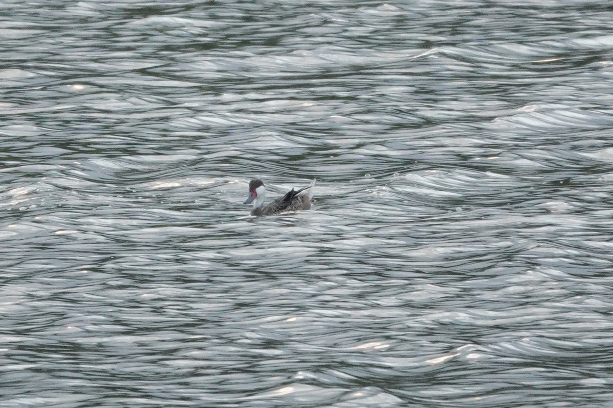 White-cheeked Pintail - ML636677008