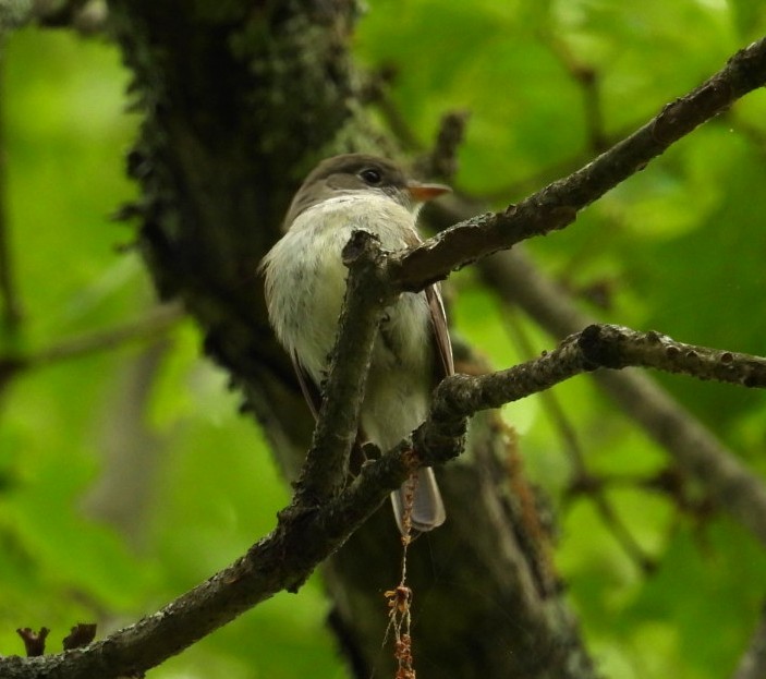 Least Flycatcher - ML636677013