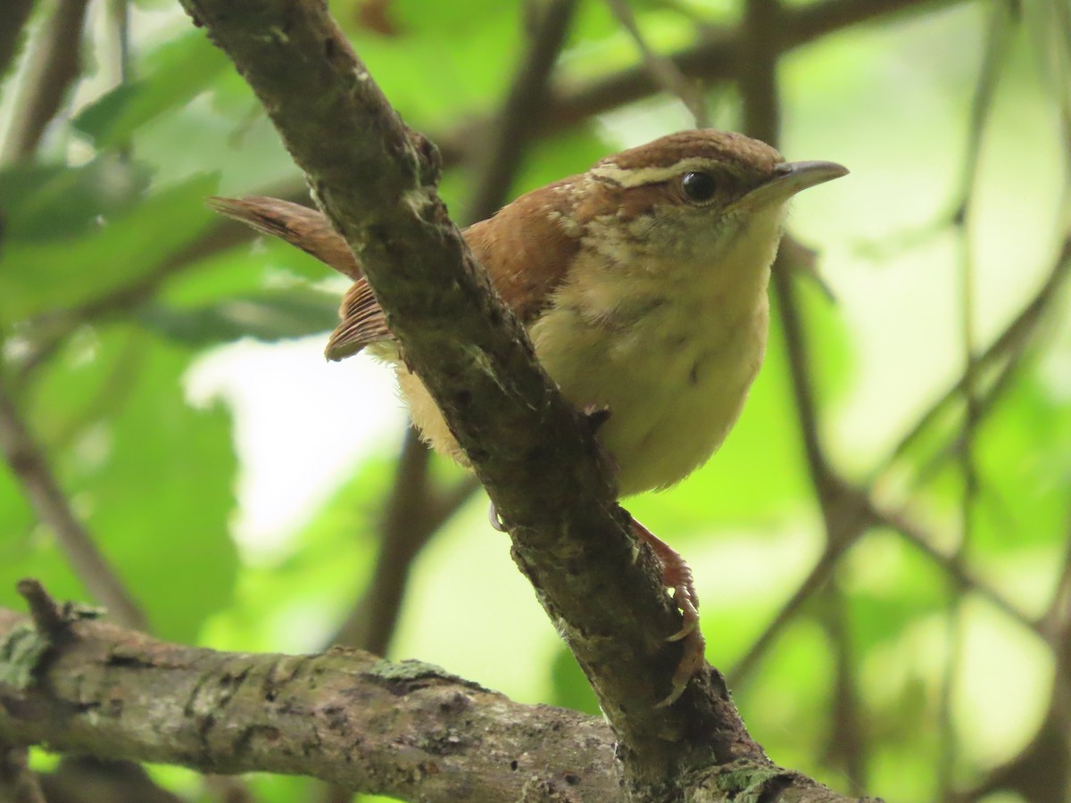 Carolina Wren - ML636677014
