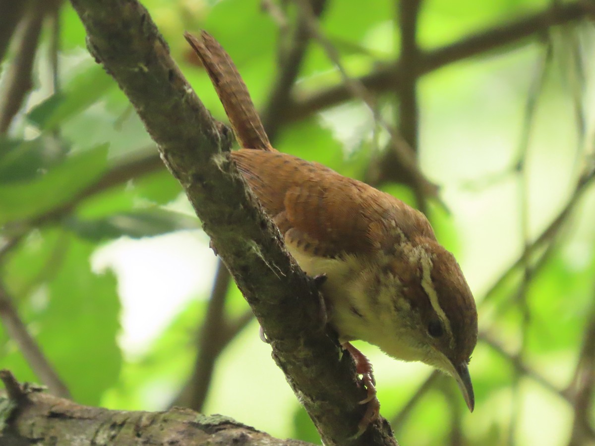 Carolina Wren - ML636677016