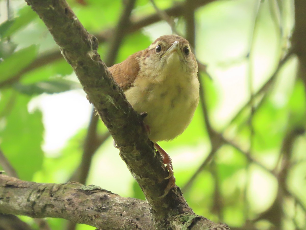 Carolina Wren - ML636677018