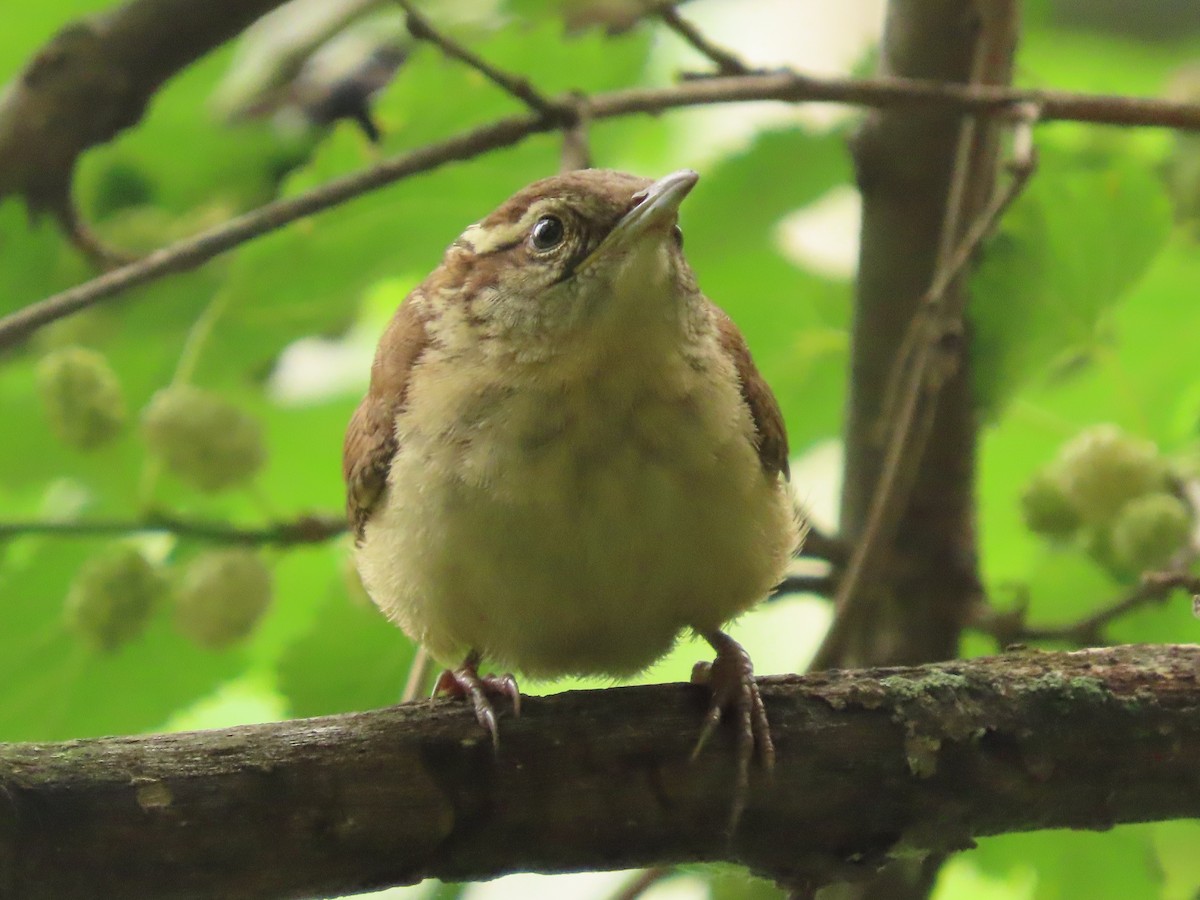 Carolina Wren - ML636677025