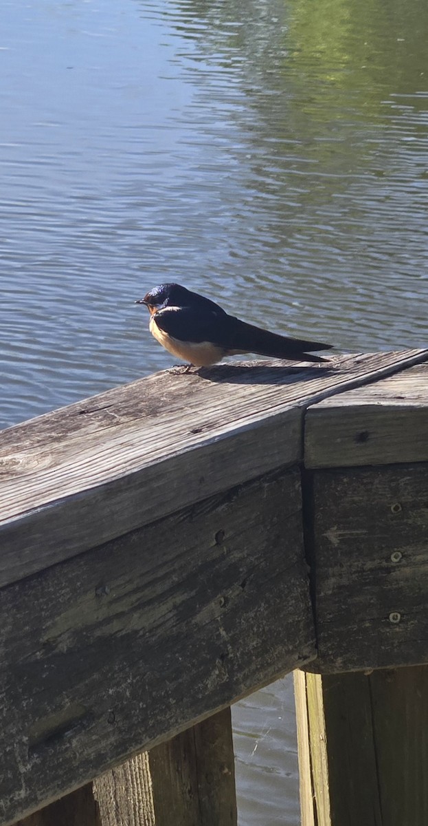 Barn Swallow - ML636677027