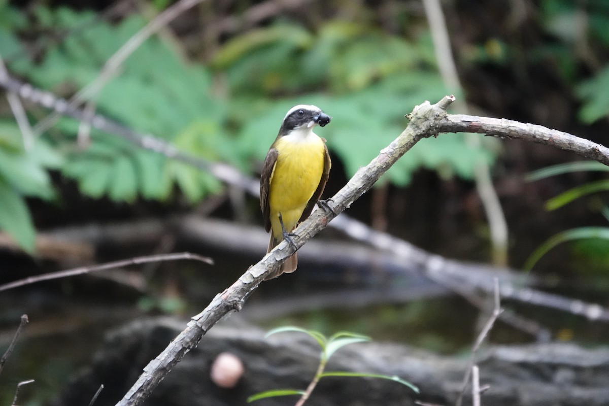 Social Flycatcher - ML636677126