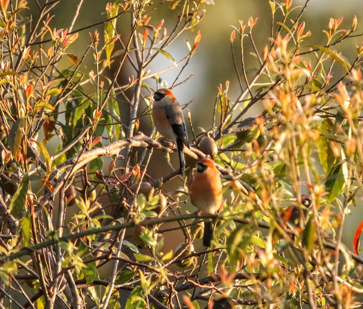 Red-headed Bullfinch - ML636677190