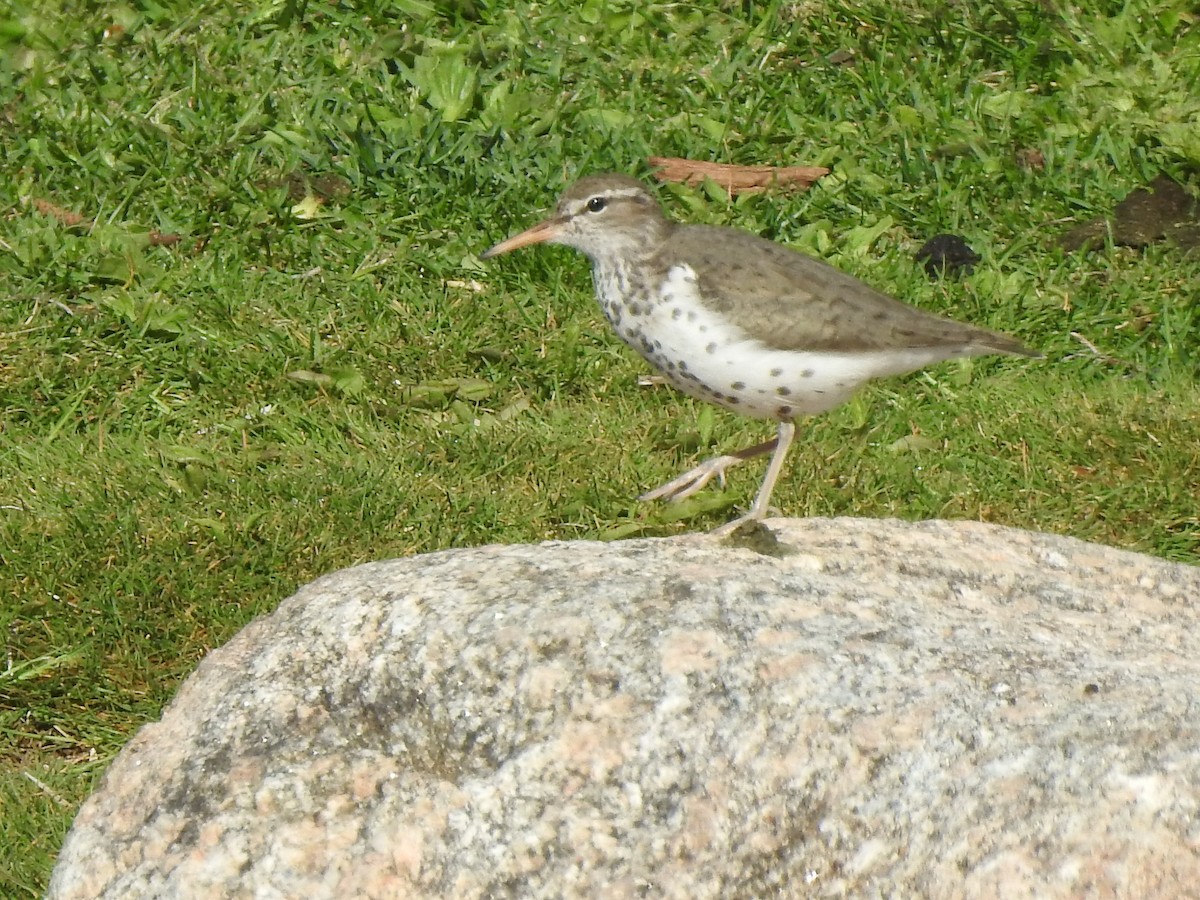 Spotted Sandpiper - ML636677250