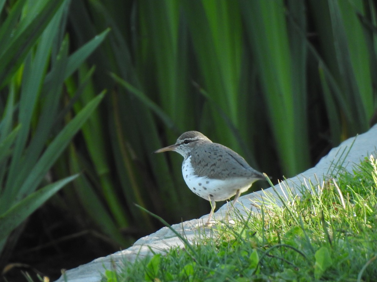 Spotted Sandpiper - ML636677256