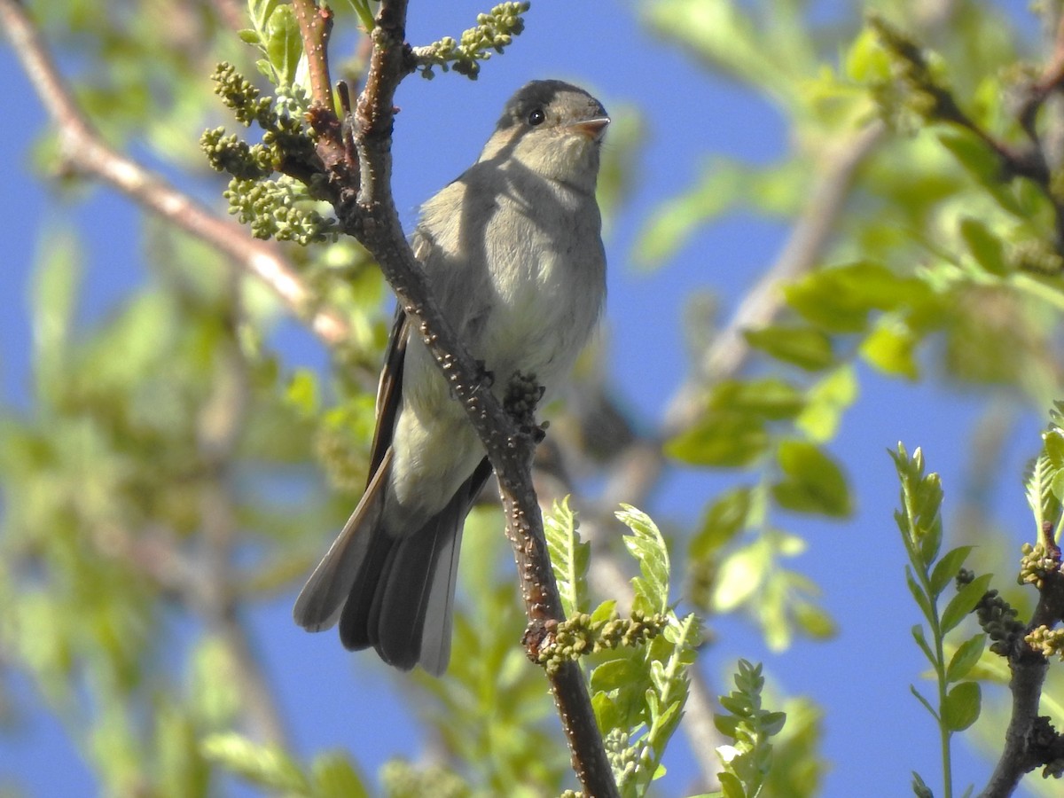 Western Wood-Pewee - ML636677260