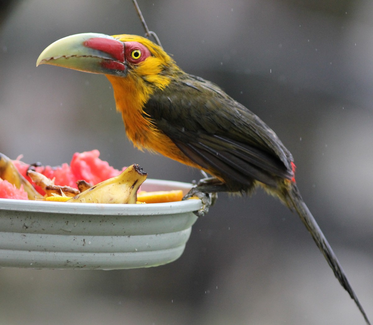 Saffron Toucanet - ML63667731