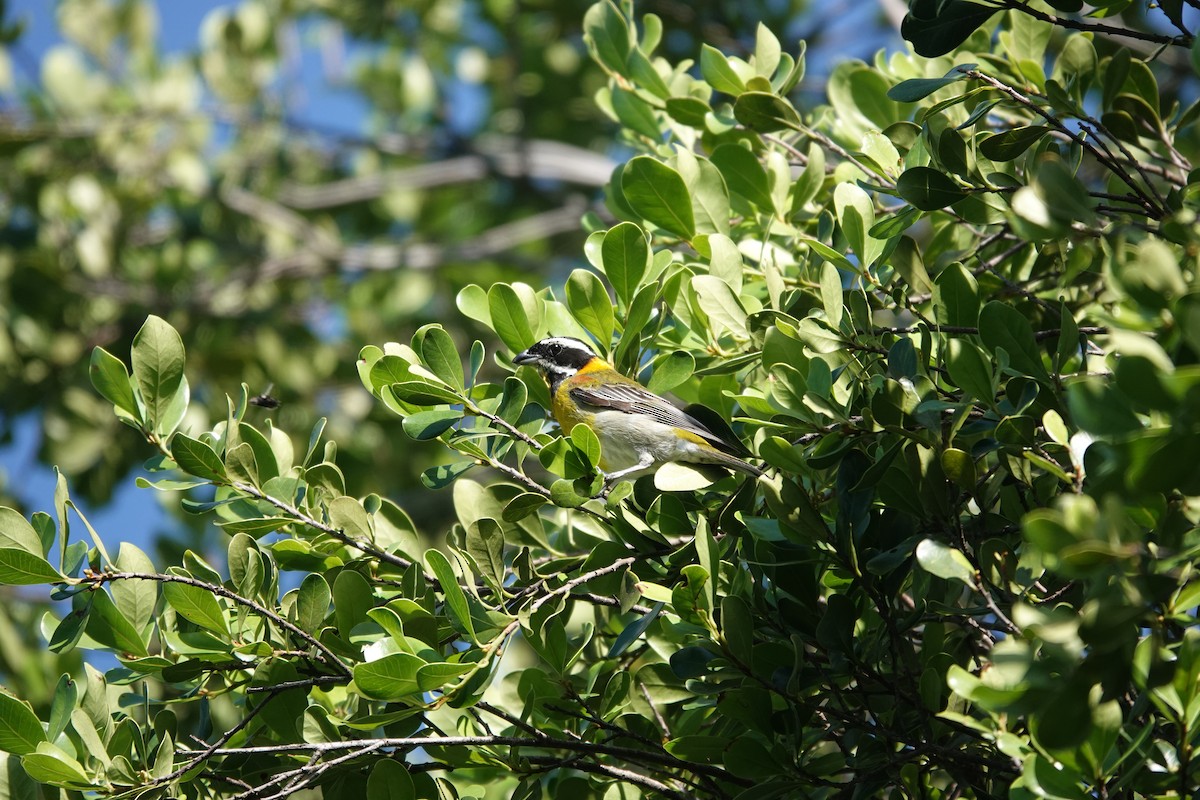 Puerto Rican Spindalis - ML636677371