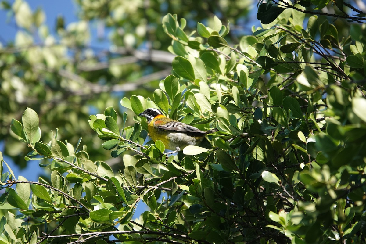 Puerto Rican Spindalis - ML636677389