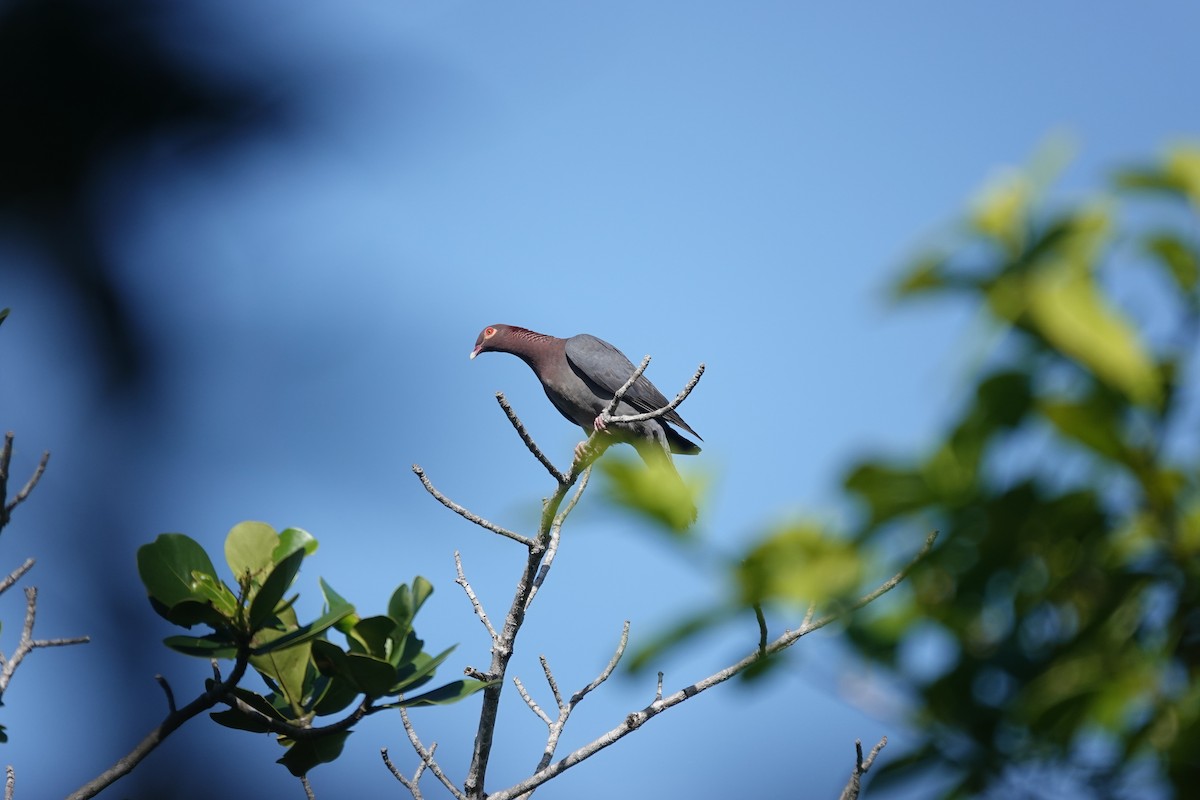Scaly-naped Pigeon - ML636677449