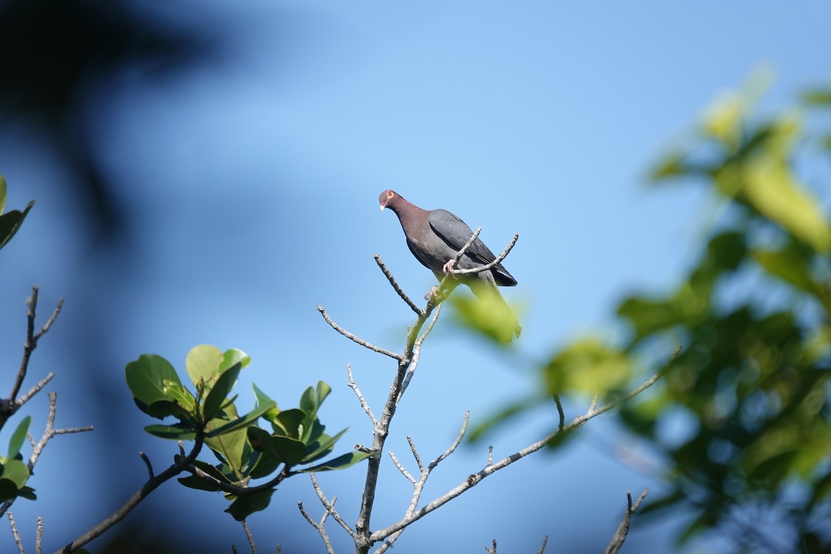 Scaly-naped Pigeon - ML636677454