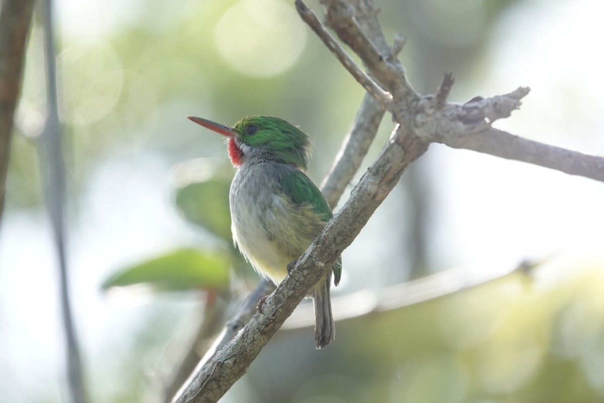 Puerto Rican Tody - ML636677490