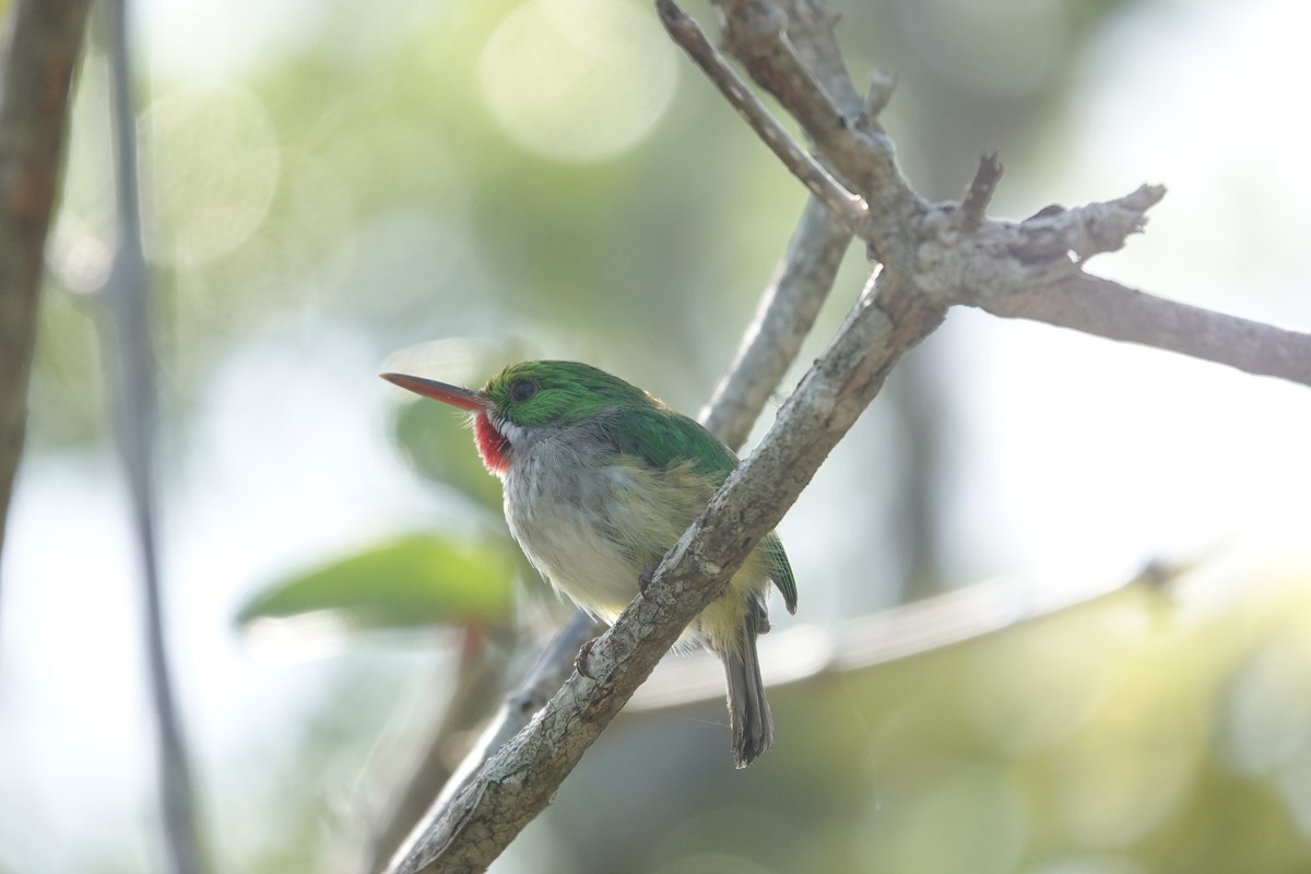 Puerto Rican Tody - ML636677492