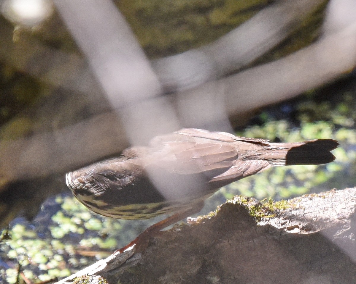 Northern Waterthrush - ML636677499