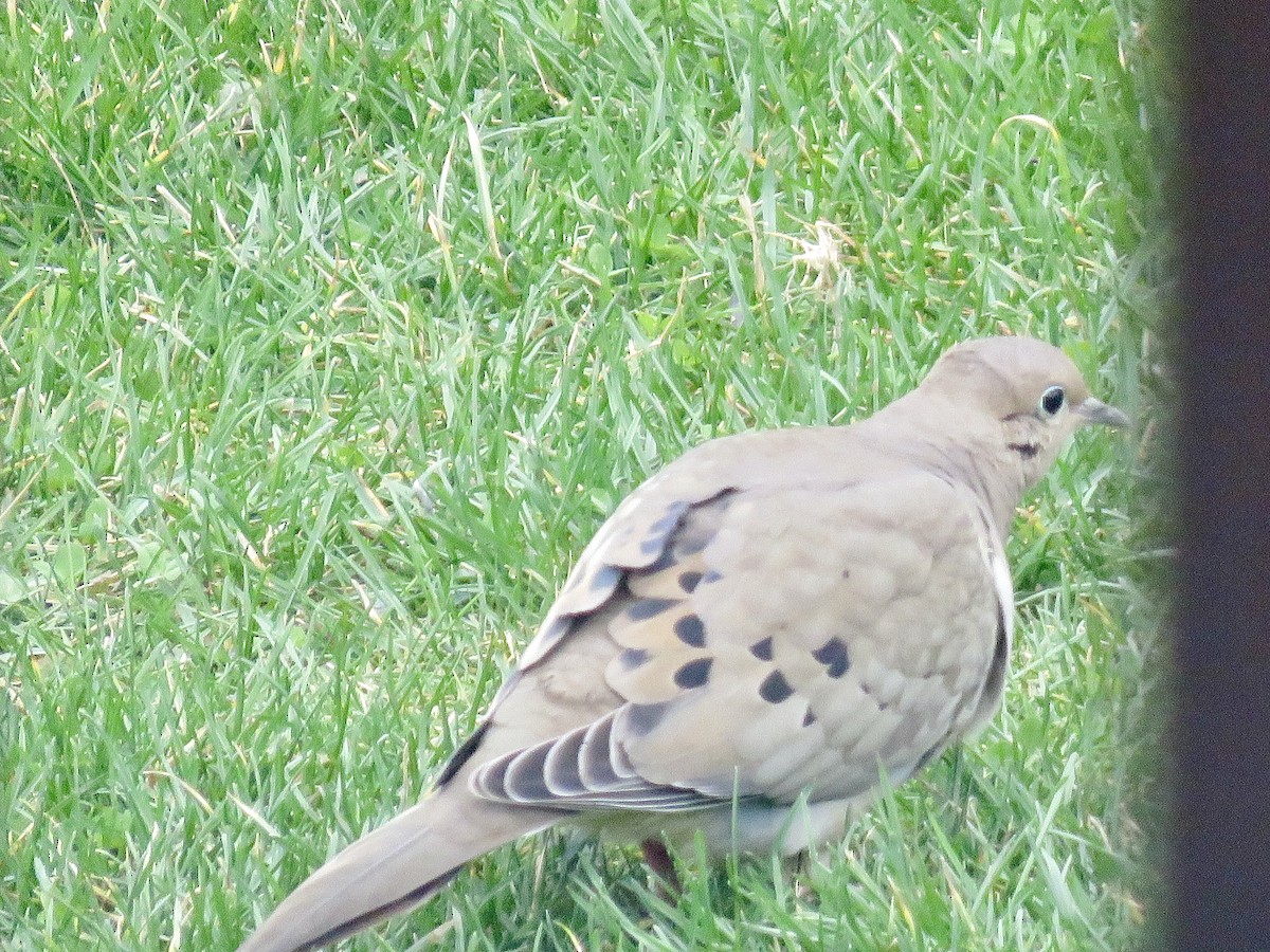 Mourning Dove - ML636677501