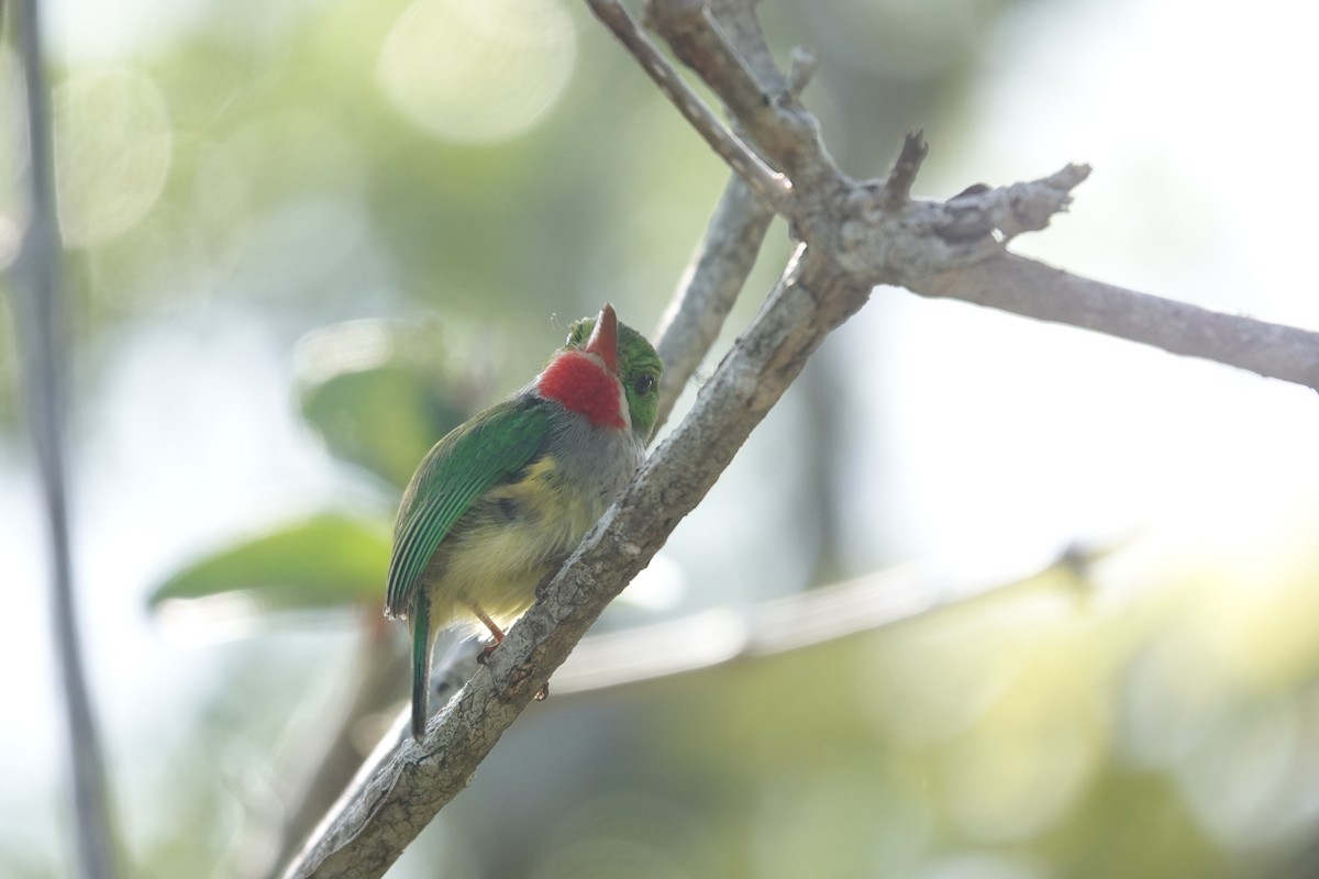 Puerto Rican Tody - ML636677502
