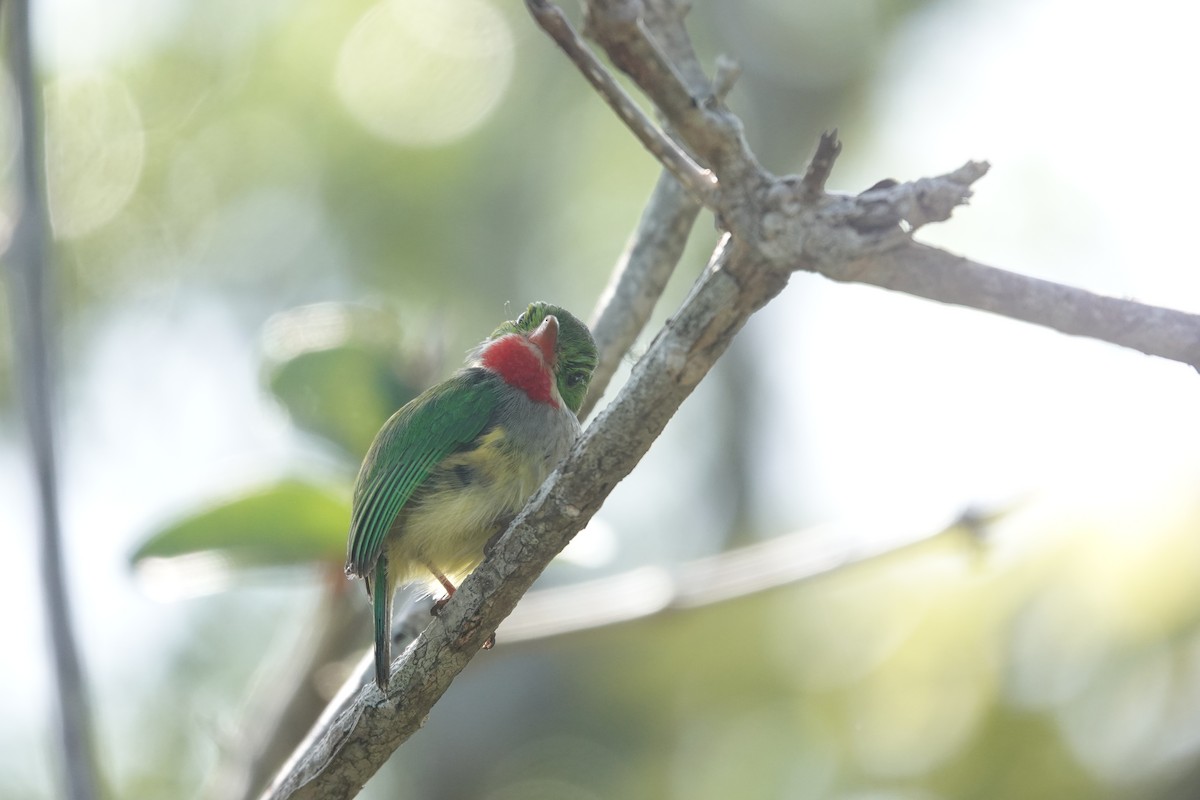 Puerto Rican Tody - ML636677505