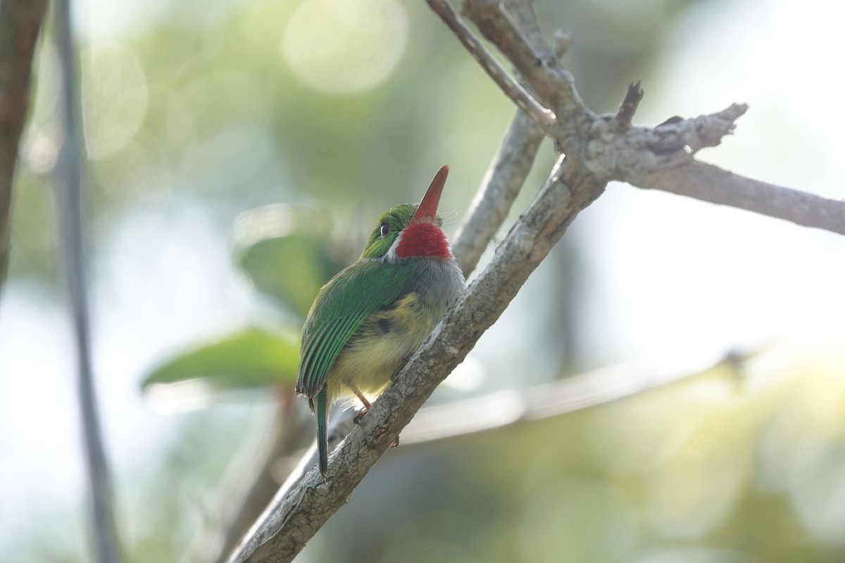 Puerto Rican Tody - ML636677515