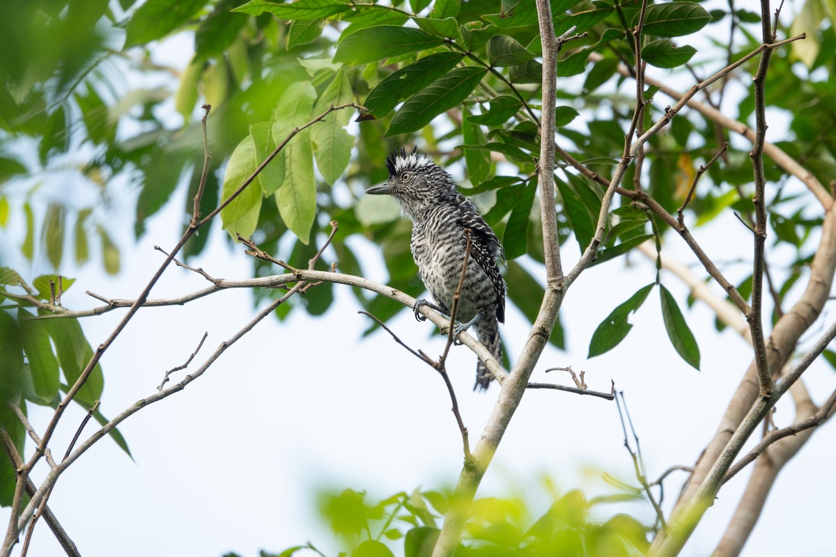 Barred Antshrike - ML636677518