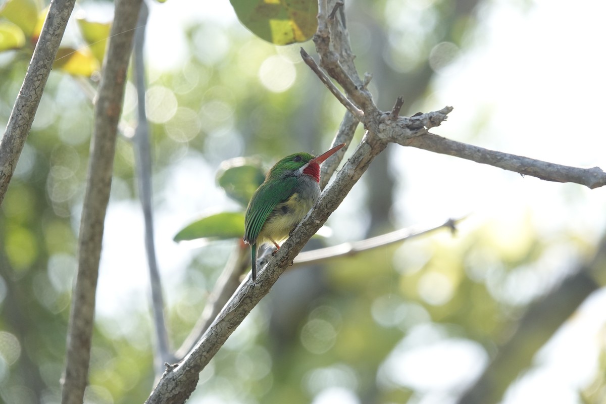 Puerto Rican Tody - ML636677520
