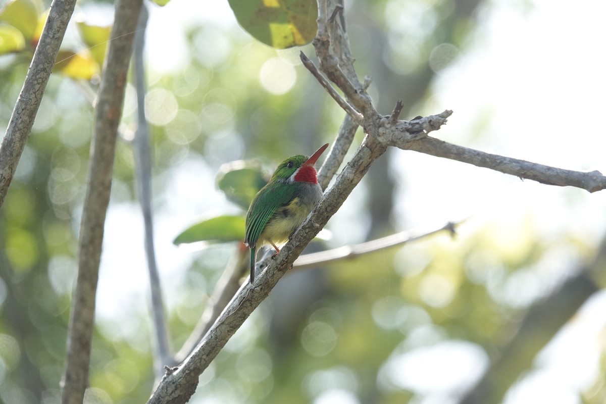 Puerto Rican Tody - ML636677523